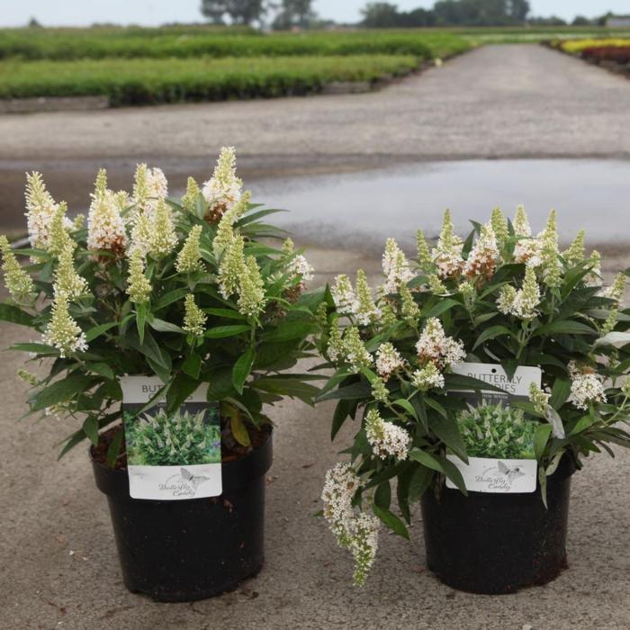 Buddleja davidii Butterfly Candy 'Little White' plant