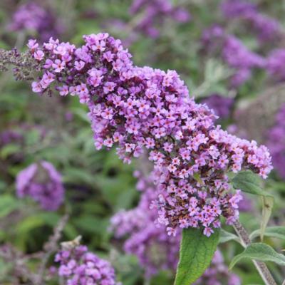 buddleja-davidii-camberwell-beauty