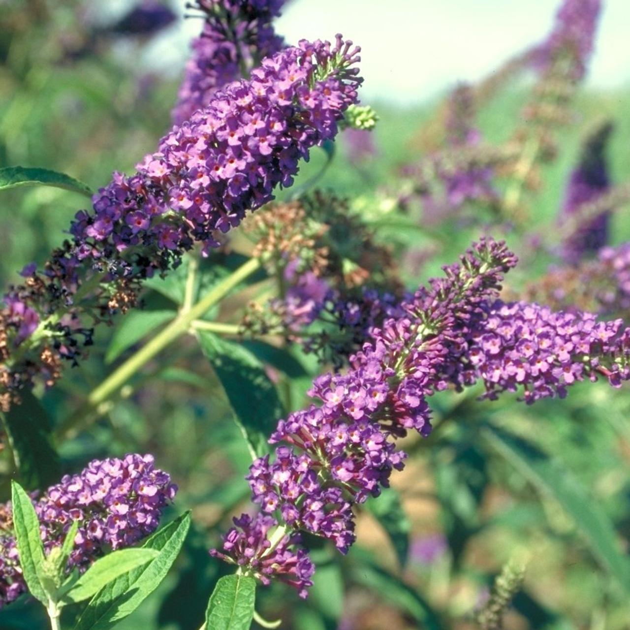 Buddleja davidii 'Empire Blue' plant