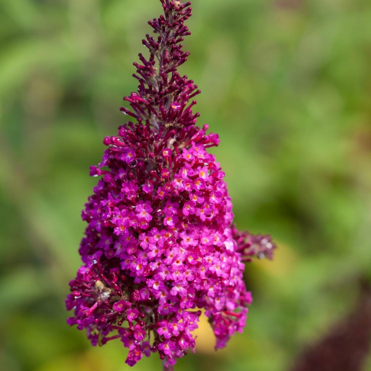 Buddleja davidii 'Funky Fuchsia' plant