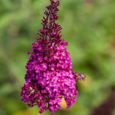 buddleja-davidii-funky-fuchsia