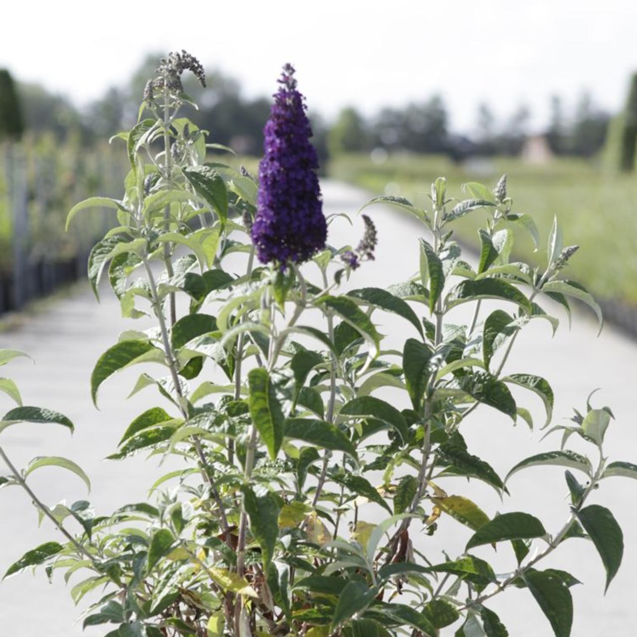 Buddleja davidii 'Groovy Grape' plant