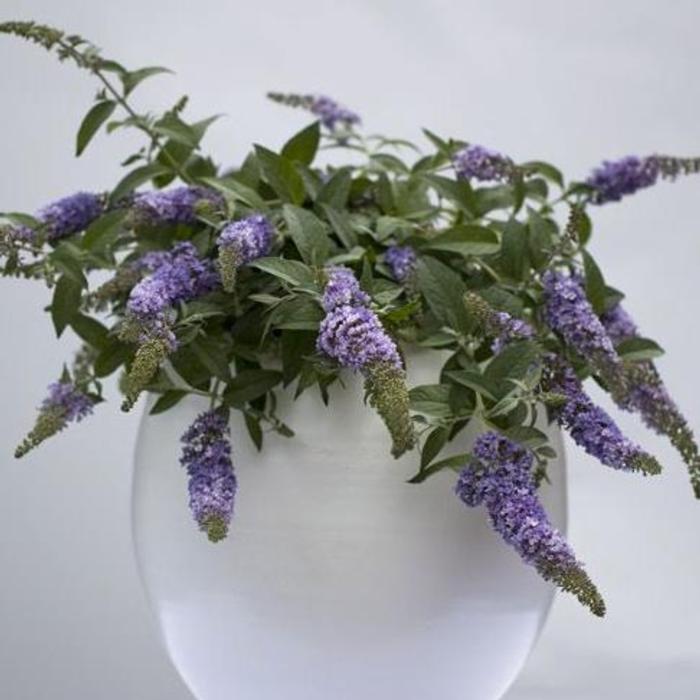 Buddleja davidii 'Lilac Chip' plant