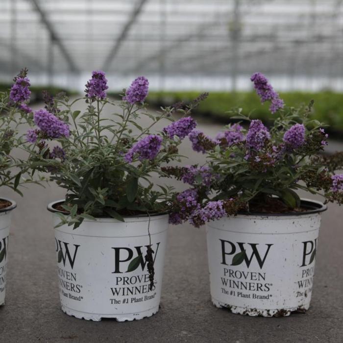 Buddleja davidii 'Lilac Chip' plant