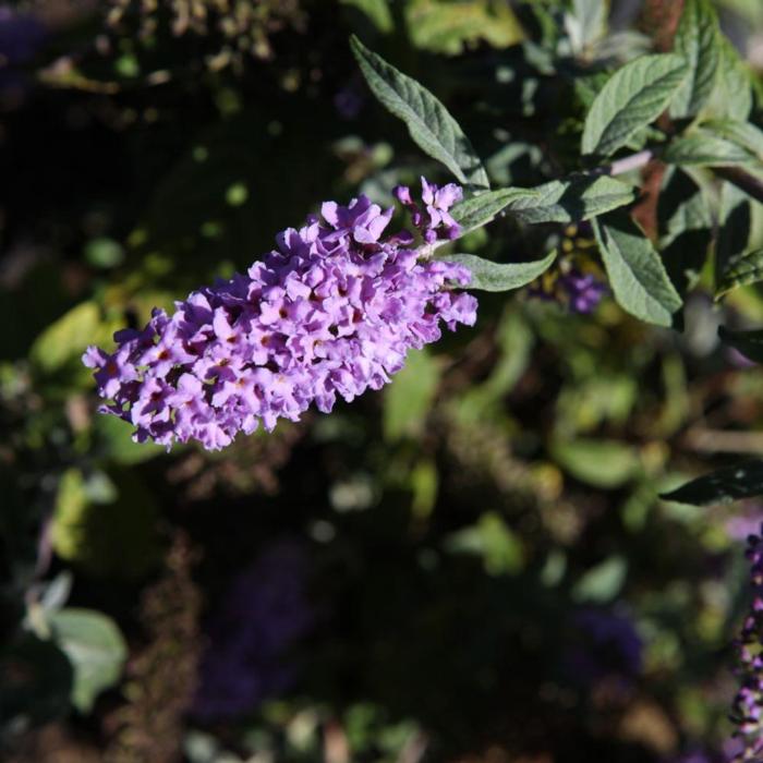 Buddleja davidii 'Lilac Chip' plant