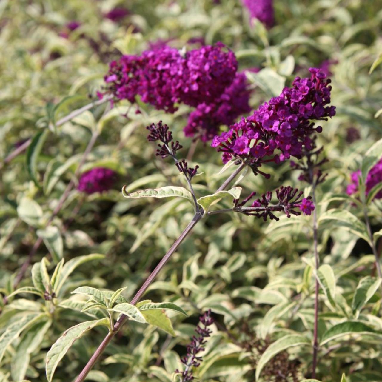 Buddleja davidii 'Masquerade' plant