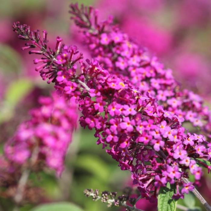 Buddleja davidii 'Miss Ruby' plant