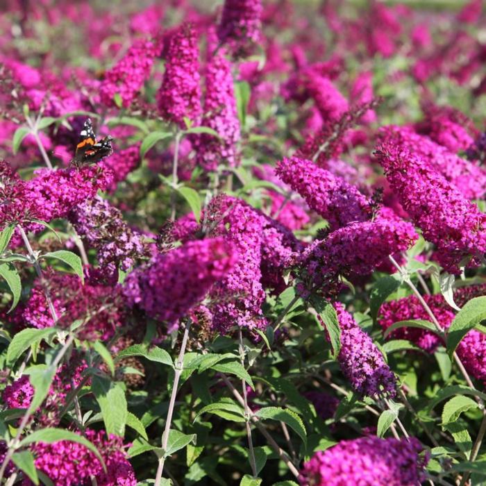 Buddleja davidii 'Miss Ruby' plant