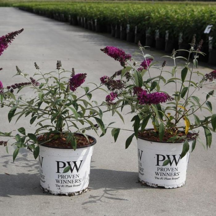 Buddleja davidii 'Miss Ruby' plant