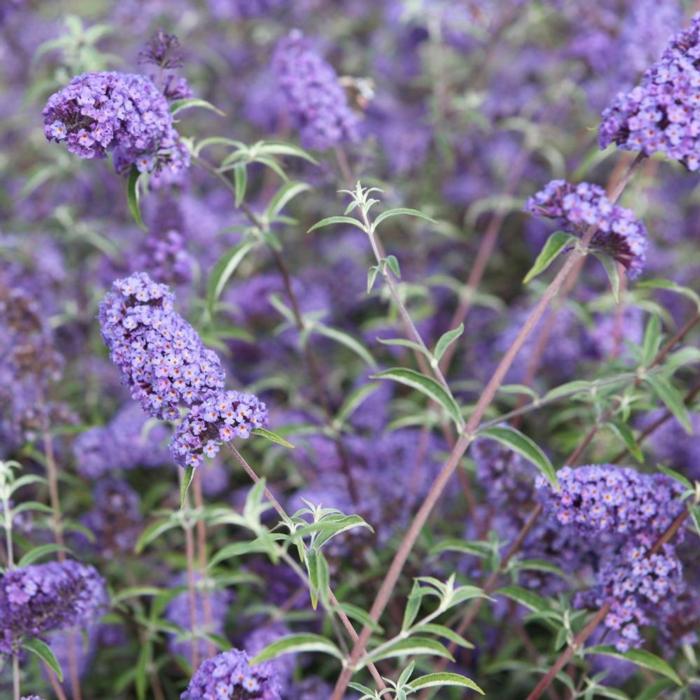 Buddleja davidii 'Nanho Blue' plant