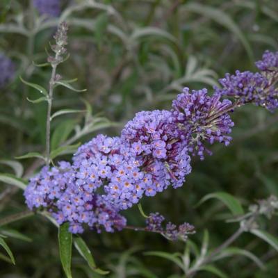 buddleja-davidii-nanho-blue--blauw