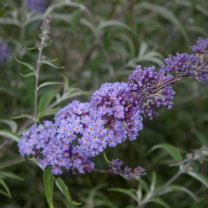 Buddleja davidii 'Nanho Blue' plant