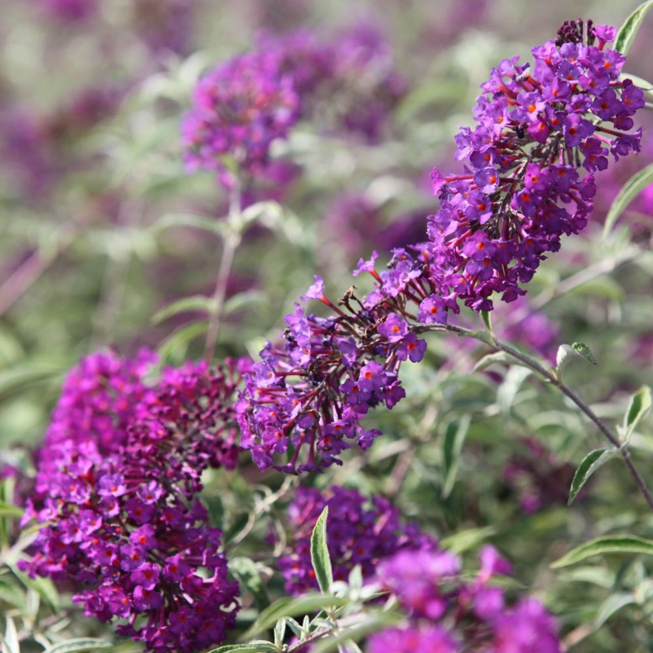 Buddleja davidii 'Nanho Purple' plant