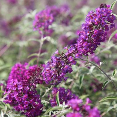 buddleja-davidii-nanho-purple-paars