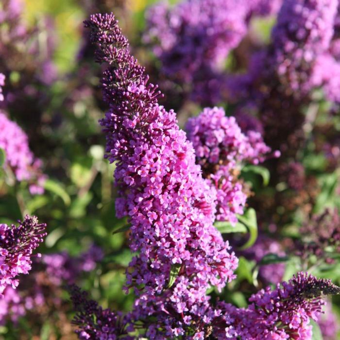 Buddleja davidii 'Peacock' plant