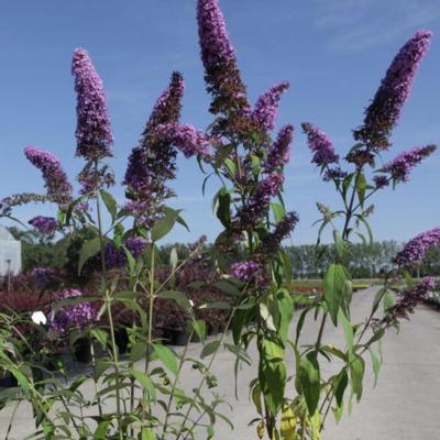 buddleja-davidii-peacock