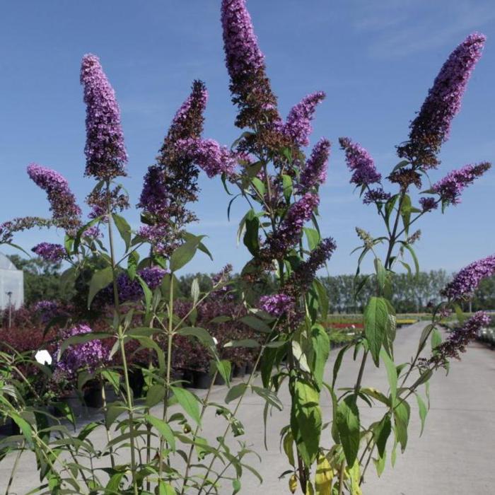 Buddleja davidii 'Peacock' plant