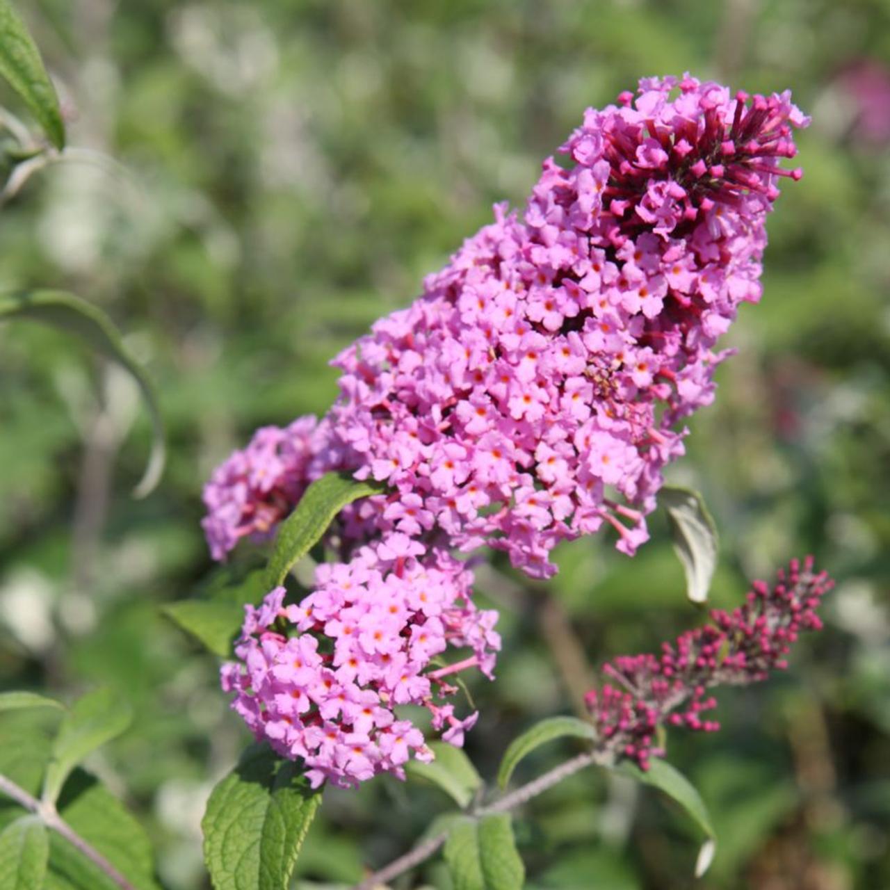 Buddleja davidii 'Pink Delight' plant