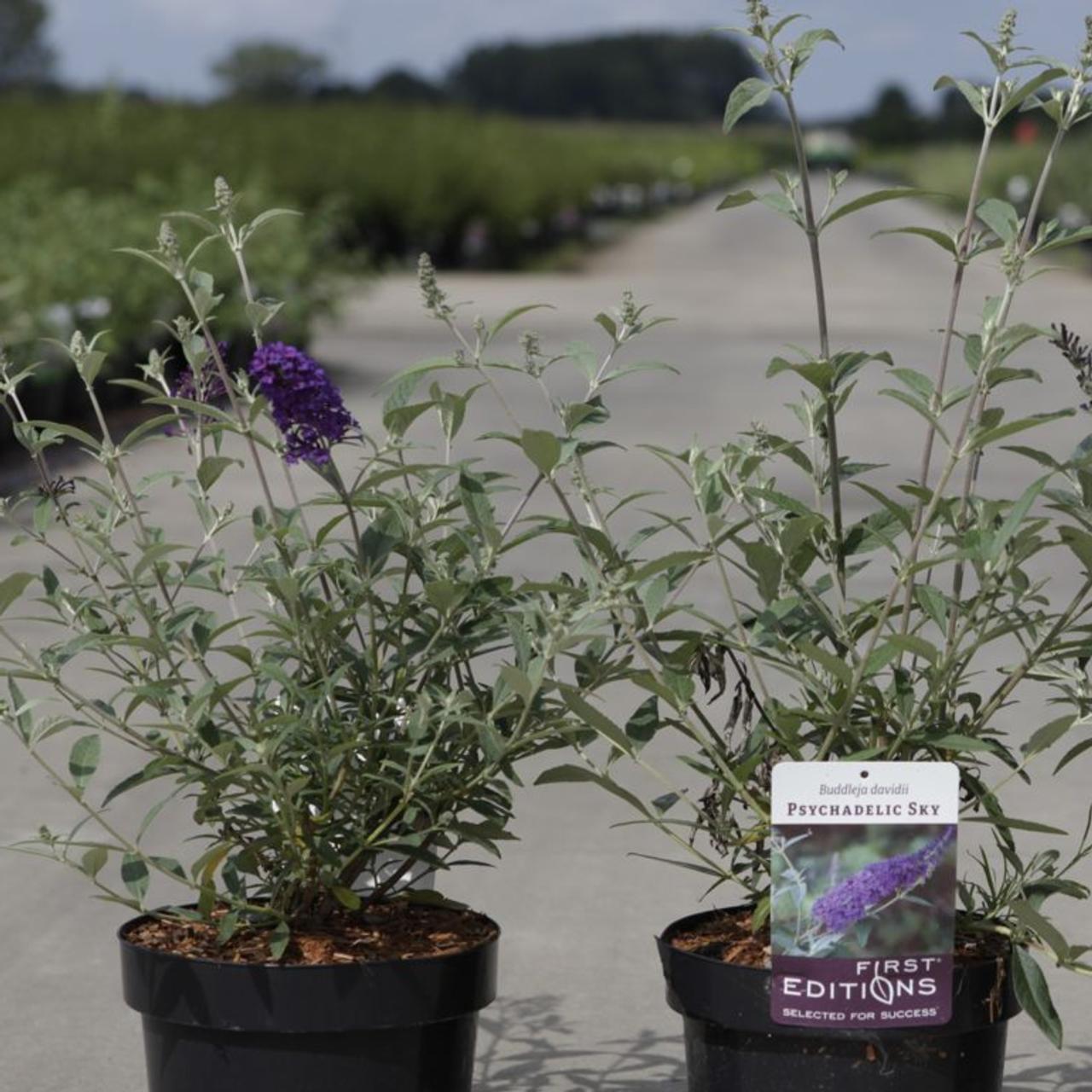 Buddleja davidii 'Psychedelic Sky' plant