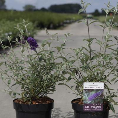 buddleja-davidii-psychedelic-sky