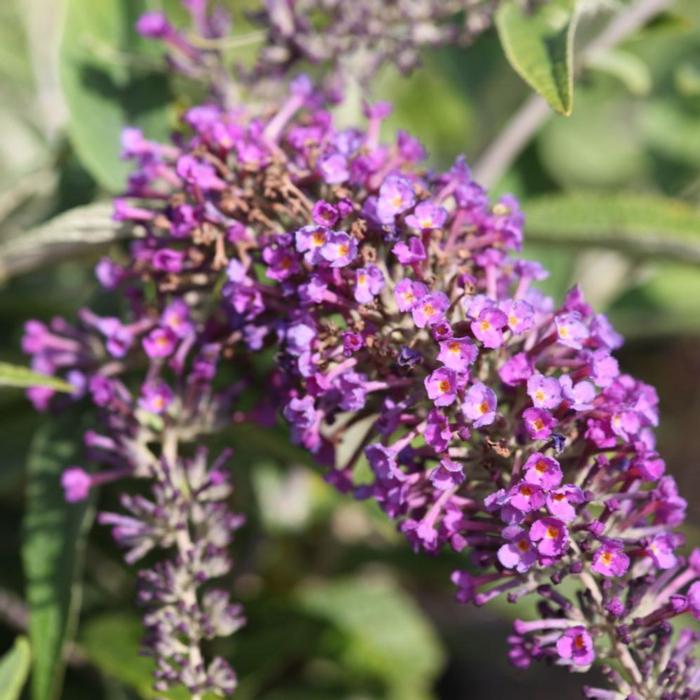 Buddleja davidii 'Purple Chip' plant