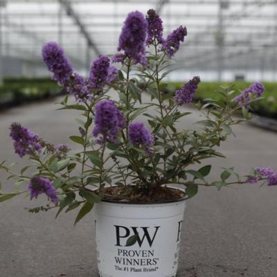 buddleja-davidii-purple-chip