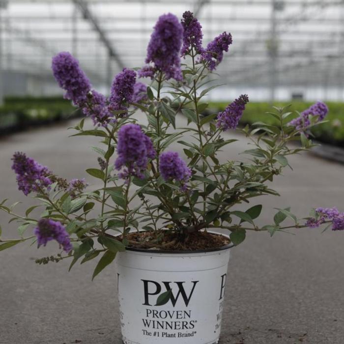 Buddleja davidii 'Purple Chip' plant