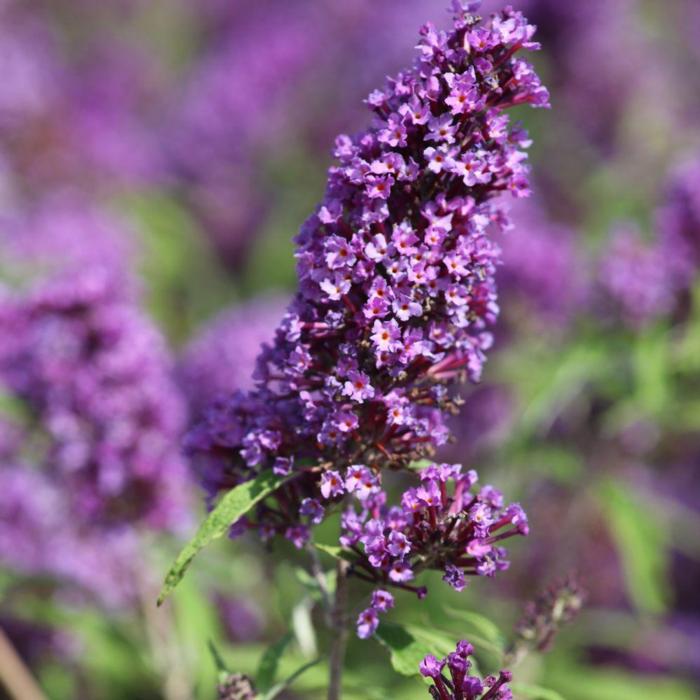 Buddleja davidii 'Purple Emperor' plant