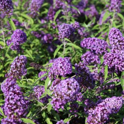 buddleja-davidii-purple-emperor