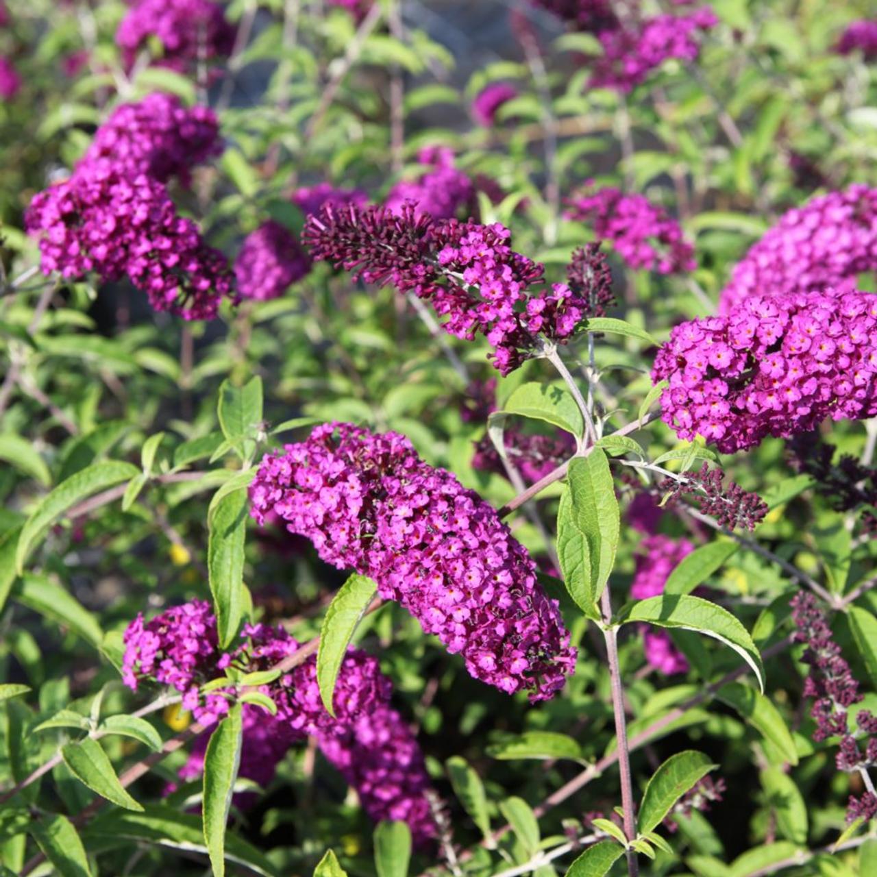 Buddleja davidii 'Royal Red' plant