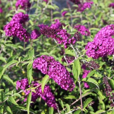 buddleja-davidii-royal-red