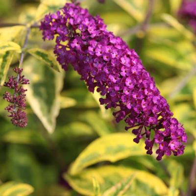 buddleja-davidii-santana