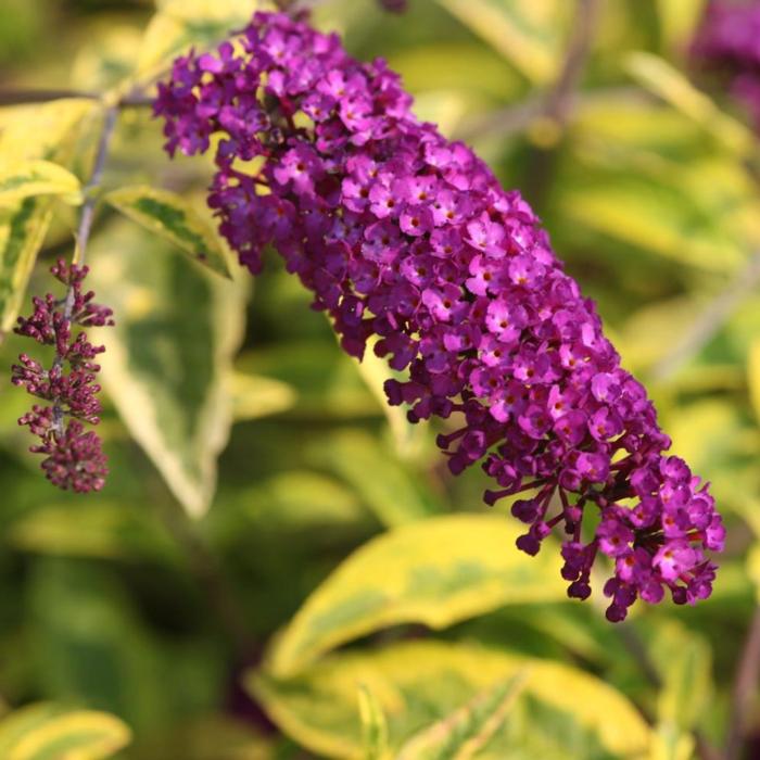 Buddleja davidii 'Santana' plant