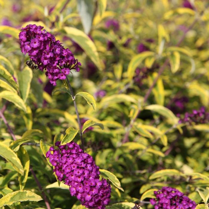 Buddleja davidii 'Santana' plant