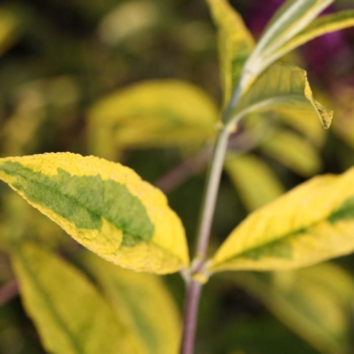 Buddleja davidii 'Santana' plant