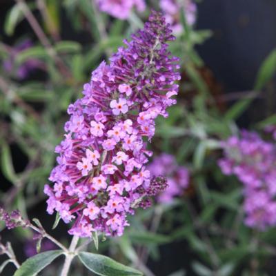 buddleja-davidii-sophie