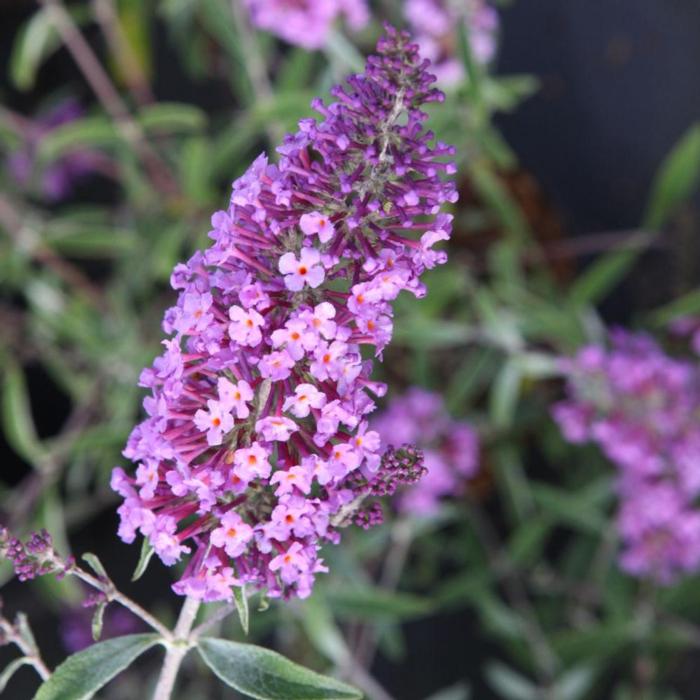 Buddleja davidii 'Sophie' plant