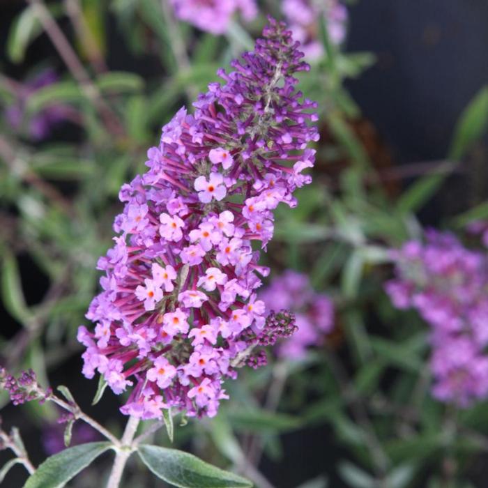 Buddleja davidii 'Sophie' plant