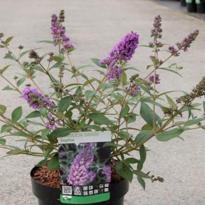 buddleja-davidii-sophie