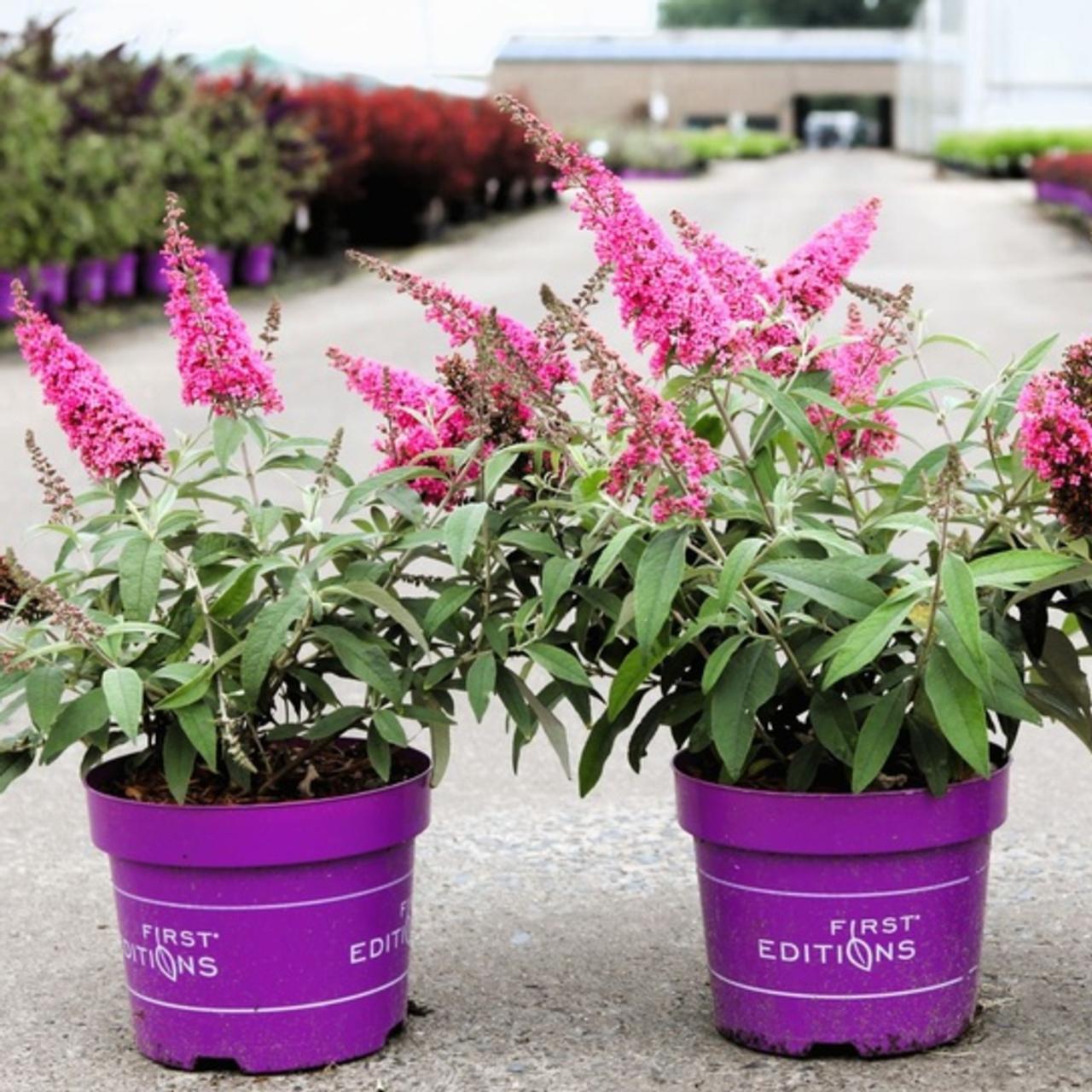 Buddleja davidii 'TRIPPY PINK' plant