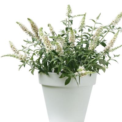 buddleja-davidii-white-chip