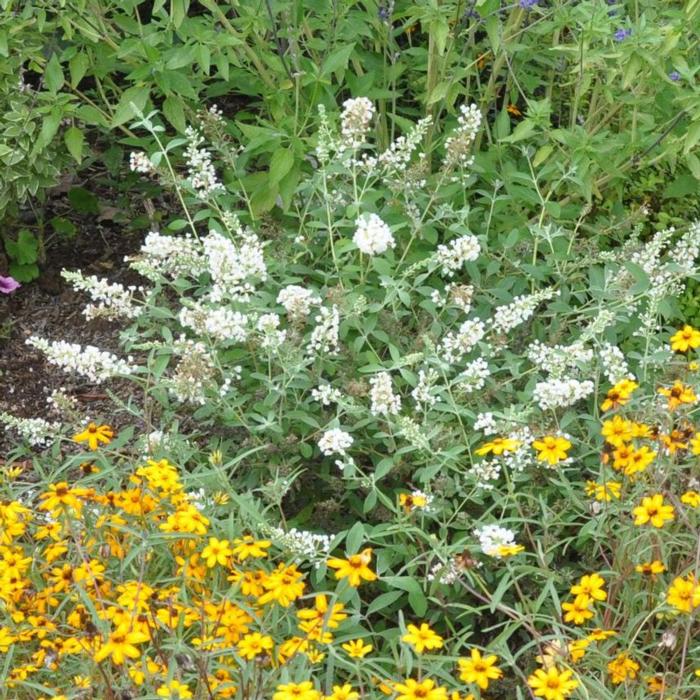 Buddleja davidii 'White Chip' plant