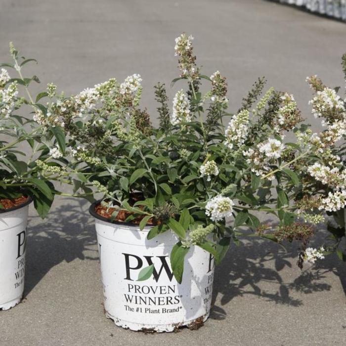 Buddleja davidii 'White Chip' plant