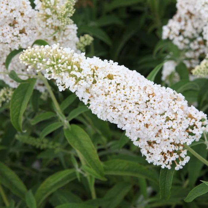 Buddleja davidii 'White Profusion' plant