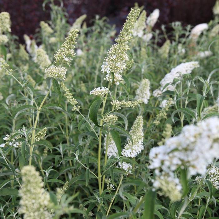 Buddleja davidii 'White Profusion' plant