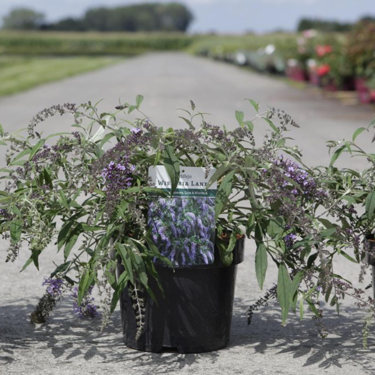 Buddleja davidii 'Wisteria Lane' plant