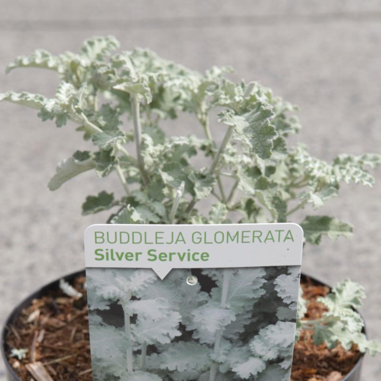 Buddleja glomerata 'Silver Service' plant