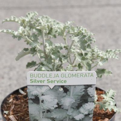 buddleja-glomerata-silver-service