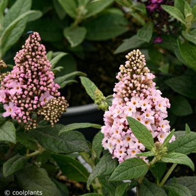 buddleja-little-rockstars-pink