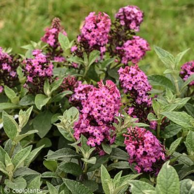 buddleja-little-rockstars-red